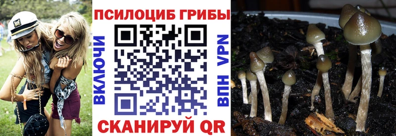 дарнет шоп  Шебекино  Галлюциногенные грибы Psilocybine cubensis 